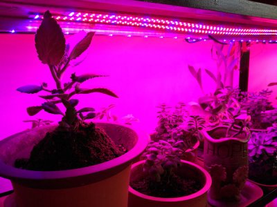 LED svjetlosna traka za biljke